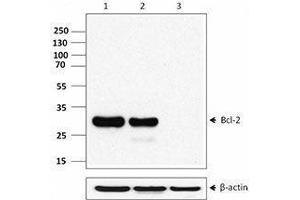 Western Blotting (WB) image for anti-B-Cell CLL/lymphoma 2 (BCL2) (AA 41-54) antibody (ABIN2664062) (Bcl-2 antibody  (AA 41-54))