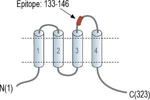 anti-Calcium Homeostasis Modulator 2 (CALHM2) (AA 133-146), (Extracellular), (Loop 2) antibody