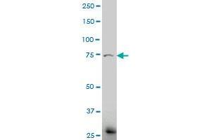 ELTD1 antibody  (AA 192-292)