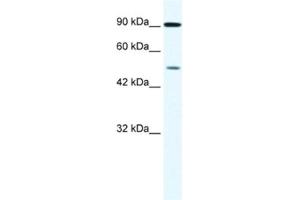 Western Blotting (WB) image for anti-Zinc Finger Protein 175 (ZNF175) antibody (ABIN2461227) (ZNF175 antibody)