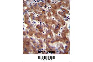 Androgen Receptor Antibody (ANDR) (ABIN389077 and ABIN2850530) immunohistochemistry analysis in formalin fixed and paraffin embedded human liver tissue followed by peroxidase conjugation of the secondary antibody and DAB staining. (Androgen Receptor antibody  (AA 365-392))