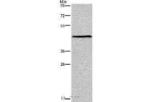 Western blot analysis of Mouse lung tissue, using ESRRG Polyclonal Antibody at dilution of 1:300 (ESRRG antibody)