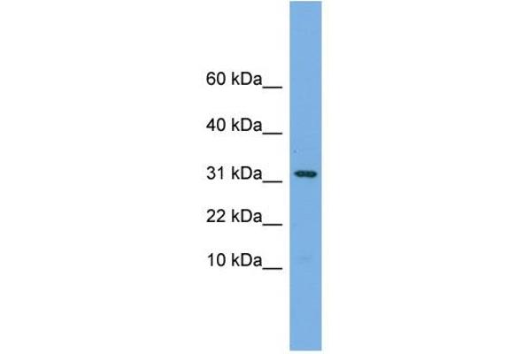 MRPS6 antibody  (C-Term)