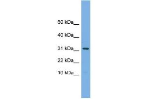 WB Suggested Anti-MRPS6 Antibody Titration: 0.