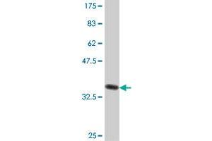 Western Blot detection against Immunogen (37.