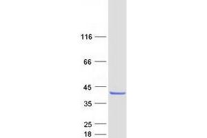 Validation with Western Blot (COQ9 Protein (Myc-DYKDDDDK Tag))