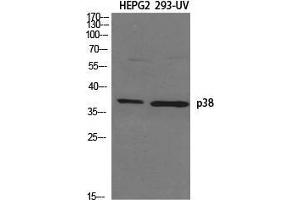 Western Blot (WB) analysis of specific cells using p38 Polyclonal Antibody. (MAPK14 antibody  (Ser272))