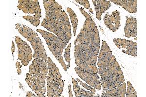 ABIN7094466 and ABIN7098514 at 1/100 staining Rat pancreatic tissue by IHC-P. (SCG2 antibody  (N-Term))
