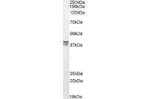 ABIN2613451 (0. (MSI2 antibody  (AA 33-43))