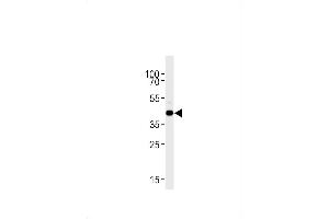 DANREs1pr1 Antibody (C-term) Azb10039a western blot analysis in zebra fish brain tissue lysates (35 μg/lane). (S1PR1 antibody  (C-Term))