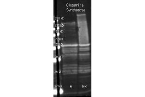 Goat anti Glutamine Synthetase antibody  was used to detect Glutamine Synthetase under reducing (R) and non-reducing (NR) conditions. (GLN1 antibody)