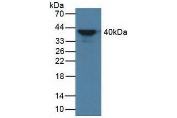 AZGP1 抗体  (AA 148-298)
