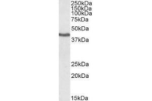 ABIN184727 (1µg/ml) staining of Human Heart lysate. (KLF3 antibody  (N-Term))