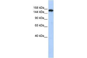 Western Blotting (WB) image for anti-Synaptojanin 1 (SYNJ1) antibody (ABIN2458507)