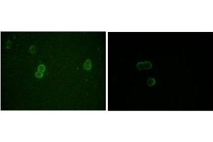 Immunofluorescence analysis of methanol-fixed L-02 (left) and Cos7 (right) cells using ApoM antibody showing cytoplasmic and membrane localization. (Apolipoprotein M antibody)