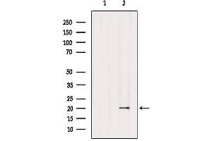 Western blot analysis of extracts from 3t3, using MID1IP1 Antibody.