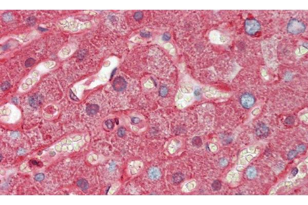 Orosomucoid 2 antibody