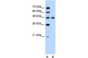 WB Suggested Anti-HSPBAP1 Antibody Titration:  0. (HSPBAP1 antibody  (C-Term))