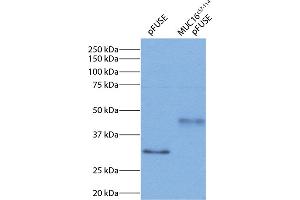 293 cell expression of MUC16c57-114-pFUSE-hIgG1-Fc2 fusion protein was resolved by electrophoresis, transferred to PVDF membrane, and probed with Mouse Anti-Human IgG1 Fc-HRP (Mouse anti-Human IgG1 (Fc Region) Antibody (HRP))