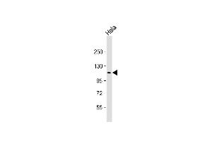 Anti-SEC24D Antibody (N-Term) at 1:2000 dilution + Hela whole cell lysate Lysates/proteins at 20 μg per lane. (SEC24D antibody  (AA 235-266))