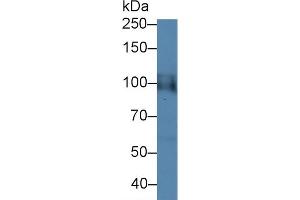 Detection of HIF1a in Gallus Cerebrum lysate using Polyclonal Antibody to Hypoxia Inducible Factor 1 Alpha (HIF1a) (HIF1A antibody  (AA 35-155))