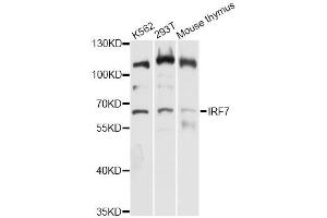 Western blot analysis of extracts of various cell lines, using IRF7 antibody (ABIN5995679) at 1:3000 dilution. (IRF7 antibody)
