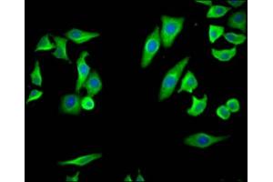 Immunofluorescence (IF) image for anti-Prostaglandin-Endoperoxide Synthase 2 (Prostaglandin G/H Synthase and Cyclooxygenase) (PTGS2) antibody (ABIN7127435)