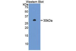 Western Blotting (WB) image for anti-Amylase alpha 2, Pancreatic (AMY2) (AA 22-257) antibody (ABIN1866666) (AMY2 antibody  (AA 22-257))