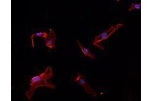 Immunofluorescence (IF) image for anti-Platelet/endothelial Cell Adhesion Molecule (PECAM1) antibody (ABIN2664551) (CD31 antibody)