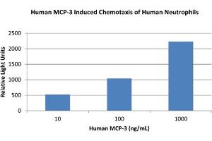 SDS-PAGE (SDS) image for Chemokine (C-C Motif) Ligand 7 (CCL7) protein (ABIN6699643)