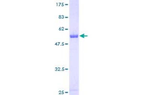 PAFAH1B2 Protein (AA 1-229) (GST tag)