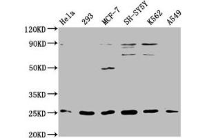 ARHGDIG antibody  (AA 1-225)