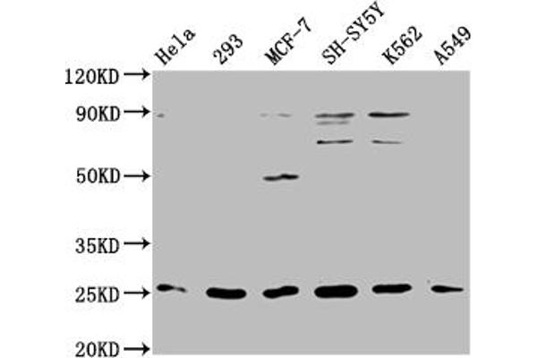 ARHGDIG antibody  (AA 1-225)