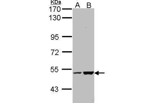 KIAA0494 antibody  (Center)
