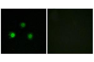 Immunofluorescence (IF) image for anti-Mismatch Repair Protein 2 (MSH2) (Internal Region) antibody (ABIN1850483) (MSH2 antibody  (Internal Region))