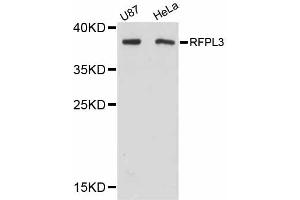 Western blot analysis of extracts of various cell lines, using RFPL3 antibody (ABIN5998688) at 1:3000 dilution. (RFPL3 antibody)