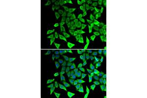 Immunofluorescence analysis of A549 cells using PTGES2 antibody. (PTGES2 antibody)