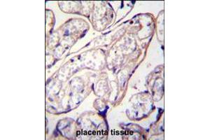PYCR2 Antibody immunohistochemistry analysis in formalin fixed and paraffin embedded human placenta tissue followed by peroxidase conjugation of the secondary antibody and DAB staining. (PYCR2 antibody  (AA 89-116))
