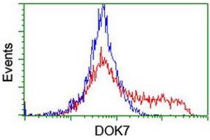 HEK293T cells transfected with either RC219267 overexpress plasmid (Red) or empty vector control plasmid (Blue) were immunostained by anti-DOK7 antibody (ABIN2455837), and then analyzed by flow cytometry. (DOK7 antibody)