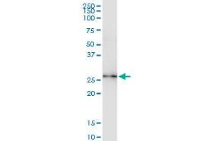 Immunoprecipitation of KCTD4 transfected lysate using anti-KCTD4 MaxPab rabbit polyclonal antibody and Protein A Magnetic Bead , and immunoblotted with KCTD4 purified MaxPab mouse polyclonal antibody (B01P) . (KCTD4 antibody  (AA 1-259))
