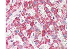 Anti-FBXO43 / EMI2 antibody IHC of human liver. (FBXO43 antibody  (N-Term))