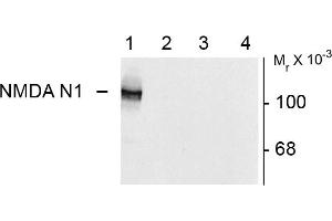 Western blots of 10 ug of HEK 293 cells expressing: Lane 1 - NR1 subunit containing the N1 and C2' Insert showing specific immunolabeling of the ~120k NR1 subunit of the NMDA receptor containing the N1 splice variant insert.