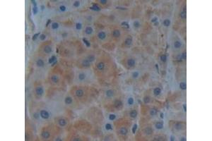 IHC-P analysis of Human Tissue, with DAB staining. (Kallikrein 7 antibody  (AA 23-253))