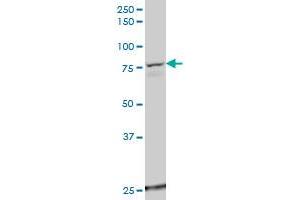 USP49 polyclonal antibody (A01), Lot # 051108JC01 Western Blot analysis of USP49 expression in HepG2 . (USP49 antibody  (AA 275-362))