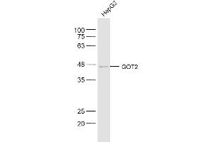 HepG2 lysates probed with GOT2 Polyclonal Antibody, Unconjugated  at 1:300 dilution and 4˚C overnight incubation. (GOT2 antibody  (AA 81-180))