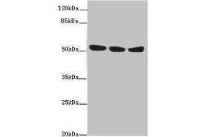 Western blot All lanes: KYNU antibody at 1. (KYNU antibody  (AA 1-307))