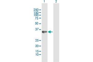 Western Blotting (WB) image for anti-Annexin A4 (ANXA4) (AA 1-321) antibody (ABIN513361)