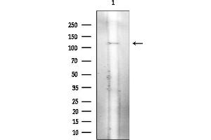 Western blot analysis of lysates from Mouse testis, using Matrin 3 Mouse Monoclonal Antibody at 1/1000 dilution.