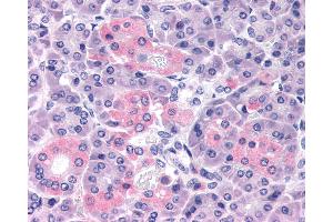 Anti-PTHR2 / PTH2R antibody IHC of human pancreas. (PTH2R antibody  (Extracellular Domain))