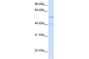 WB Suggested Anti-ATG4B Antibody Titration: 0. (ATG4B antibody  (N-Term))